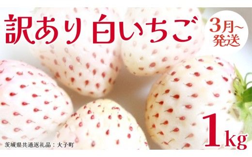 訳あり 白いちご 1kg【2026年3月発送開始】(茨城県共通返礼品：大子町) 苺 果物 フルーツ 果実 ご家庭用 