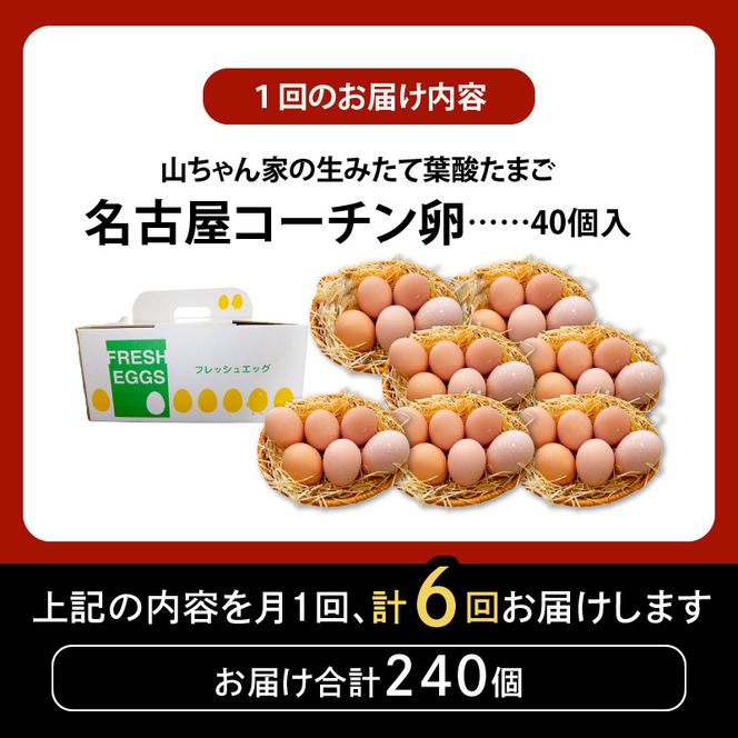 【6ヶ月定期便】【山ちゃん家の生みたて葉酸たまご】名古屋コーチン卵（40個入り）［132Y04-T］