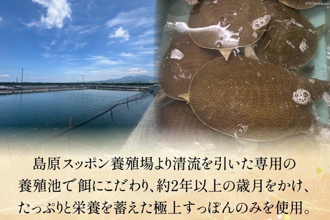 CI116 極上! スッポン鍋 セット 4～5人前 [スッポン すっぽん 鍋 すっぽん鍋]