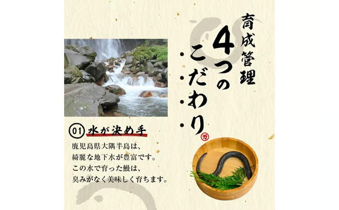 【志布志市人気No.1お礼の品】霧島湧水鰻の蒲焼き 160g以上×4尾＜計640g以上＞ a9-063