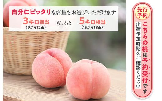 透過式光センサー川中島白桃 特秀5kg相当 15玉～18玉＜ ふくしま未来農業協同組合 ＞ | ふくしま 桃 福島 もも 国見 モモ ※2026年8月中旬頃より順次発送予定 ※沖縄・離島への配送不可