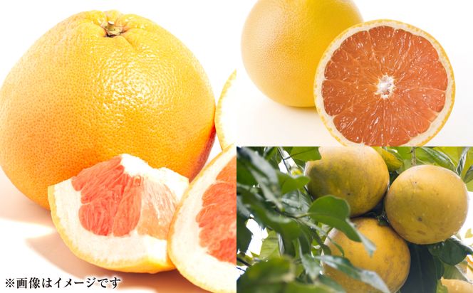 【先行予約】ファーストクイーン 2玉 サラダ感覚 熊本県 八代市産 みかん チャンドラポメロ ザボン 早生文旦 わせぶんたん ボンタン 【2026年10月下旬より順次発送】
