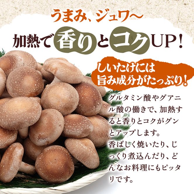 北海道産 厚岸町 上尾幌 菌床栽培 キングしいたけ プリンスしいたけ 各1パック 