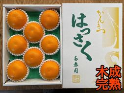 木成完熟 紅はっさく 特秀 L × 8玉 または M × 10玉 サイズ 化粧箱 南泰園【2026年4月上旬～発送】 BS782