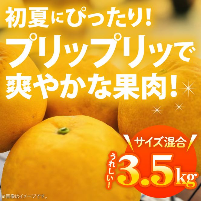 AB7041n_有田育ちの 河内晩柑 【訳あり 家庭用】3.5kg (サイズ混合)【ミカン 蜜柑 灘オレンジ サウスオレンジ 柑橘 フルーツ 和歌山 有田】