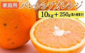家庭用 バレンシアオレンジ10kg+250g（傷み補償分）