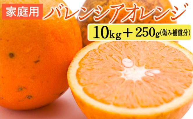 家庭用 バレンシアオレンジ10kg+250g（傷み補償分）