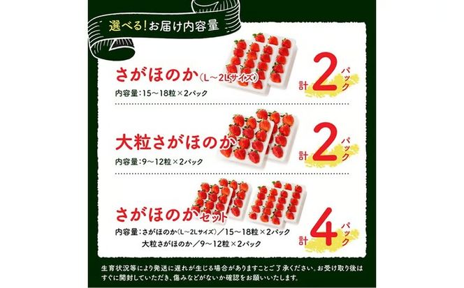 ※内容量が選べる※【令和9年発送】さがほのか 【 国産 イチゴ 苺 果物 くだもの 期間限定 数量限定 】 [B04601 B04602 B04603]