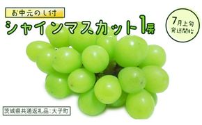 【 お中元 熨斗付き】 シャインマスカット １房 【2026年7月上旬発送開始】(茨城県共通返礼品：大子町)  ぶどう 葡萄 ブドウ マスカット フルーツ 果物 贈答用 ギフト 贈り物