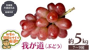 我が道 （ ぶどう ） 約5キロ（7～9房）【2026年9月から発送開始】 （茨城県共通返礼品 [ぶどう]：結城市産） ぶどう 我が道 果物 フルーツ 季節 旬 [BI391-NT]