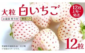 【 お歳暮 熨斗付き 】 桐箱入り 大粒 白いちご 12粒 (茨城県共通返礼品：大子町) いちご 苺 果物 フルーツ 果実 贈答用 ギフト 贈り物