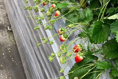 【先行受付 令和8年1月下旬より発送開始】期間限定 特選いちご(いちごさん) 250g×4パック【苺 イチゴ ブランドいちご 朝採れ デザート スイーツ フルーツ 誕生日ケーキ バレンタイン】(H101107)