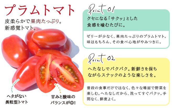 サラ詰め合わせセット 野菜13個 サラトリオ 3個 プラムトマト 5個 フルーツパプリカ 5個 野菜 レタス 3種のレタス トマト パプリカ 《30日以内に出荷予定(土日祝を除く)》 笠岡アグリセンター 野菜 岡山県 笠岡市---H-59---