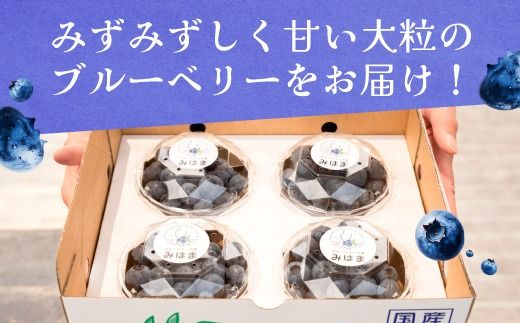 【先行受付予約】知多半島 生ブルーベリー 400g（100g×4パック） 完熟 果物 フルーツ 旬 農園直送 青果物 国産 健康 美容 愛知県 美浜町 ブルーベリーの里みはま 産地直送 ※2026年6月上旬～8月中旬に順次発送予定 送料無料 数量限定 期間限定 ※北海道・沖縄・離島への配送不可