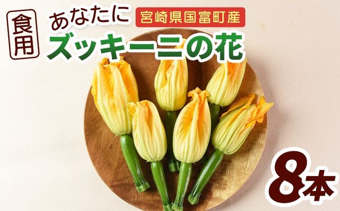 ＜あなたにズッキーニの花 8個＞翌月末迄に順次出荷【 野菜 青果 国産 料理 アレンジ 天ぷら 】【b0916_hf】