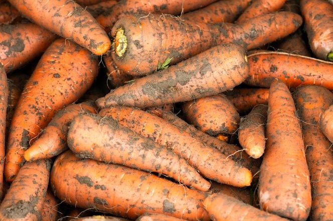 【エースホテル京都／KOSA】レストランチケット/当プランオリジナル特別コース(ランチまたはディナー2名分)［ 京都 シアトル発 ホテル ニューアメリカン料理 レストラン 食事券 人気 おすすめ チケット 利用券 新風館 宿泊 観光 旅行 ふるさと納税 ］ 261009_A-LA090