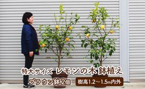 苗木 レモン 特大サイズ レモンの木 鉢植え ブラウン鉢 2個 植物 ガーデン ※配送不可:北海道、沖縄、離島 