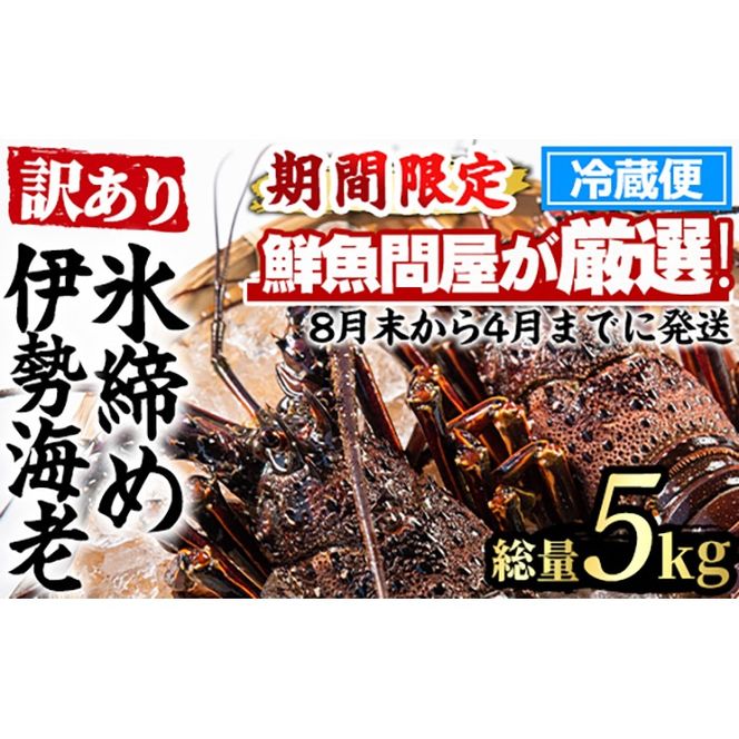 【1683212a】＜訳あり＞朝獲れ発送！鮮魚問屋が厳選した氷締め伊勢海老(5～12尾・総量5kg以上) 伊勢エビ 伊勢えび 刺身 さしみ えび 海老 魚介類 海鮮 刺身 塩焼き 訳あり 訳アリ 【江川商店】