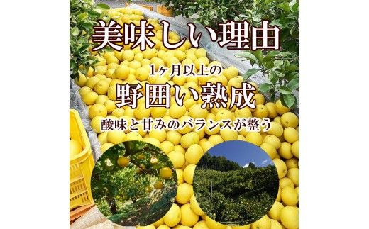 ＜土佐市産＞ 土佐文旦 大玉 訳あり 約10kg（3L～2Lいずれかのサイズ）白木果樹園 返礼品 高知県 土佐市