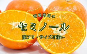 【先行予約】 2級果 サイズ不揃い 訳あり ご家庭用 西地農園のセミノール4.5kg【2026年3月中旬から順次発送】 / セミノール わけあり 訳あり ご家庭用 家庭用 不揃い みかん 蜜柑 柑橘 【mnd006B】