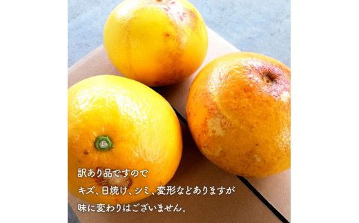 マルツジ果樹園の土佐文旦訳あり品（約5kg） 訳あり 文旦 土佐文旦 ぶんたん ブンタン 期間限定 数量限定  2L～4Lサイズ 8～11個 果物 柑橘 フルーツ 高知県産 家庭用 傷 美味しい