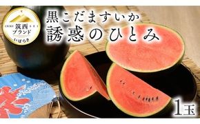 【 JA北つくば 】 黒こだますいか 「 誘惑のひとみ 」 1玉 2026年産 スイカ 果物 フルーツ 小玉スイカ 小玉 西瓜 くだもの デザート 茨城 [AE056ci]