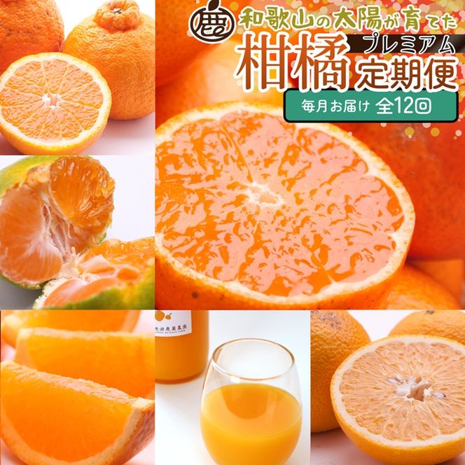 【定期便】厳選 柑橘定期便 S 12回（毎月）※北海道・沖縄・離島への配送不可※毎月発送