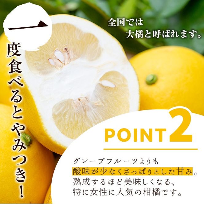 ＜先行予約受付中！2026年2月下旬以降発送予定＞＜訳あり・傷あり＞数量限定！サワーポメロ(約7kg) 国産 フルーツ 果物 柑橘類 サワーポメロ 甘味 酸味 デザート おやつ 訳あり【なかむら果樹園】akn014-01