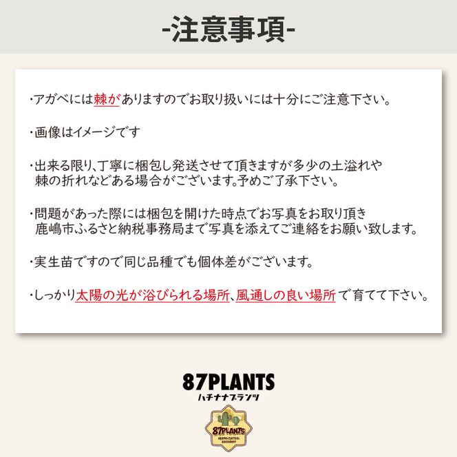 アガベ　パリー・トランカータ 6号鉢 鹿嶋市産 実生（KCP-29-b）
