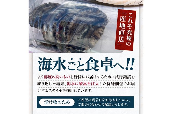 活きたまま届きます！ 天然黒アワビ 海水に酸素入りの特殊梱包 1000g入りおすすめセット　UO01022
