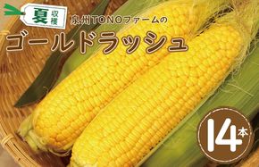 010B140 【先行予約】ゴールドラッシュ 14本【新鮮 野菜 泉佐野産 とうもろこし コーン やさい TONOファーム 数量限定】