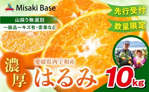 【先行受付】【数量限定】【山採り無選別】はるみ 10kg | みかん 柑橘 ミカン 蜜柑 mikan 果物 フルーツ 糖度 甘い 愛媛県 伊方町 ※2025年2月上旬～2月下旬頃に順次発送予定 ※離島への配送不可