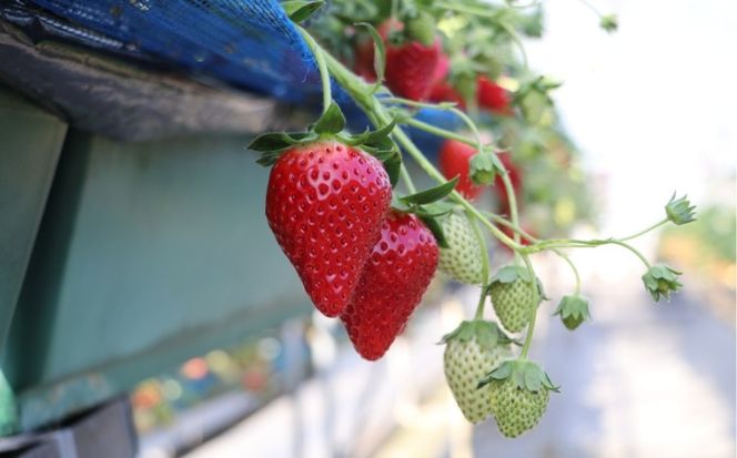 出会いの森いちご園 冷凍いちご （1kg） | いちご イチゴ 苺 栃木県 果物 くだもの フルーツ とちあいか 新鮮 贈答 ギフト デザート スイーツ 冷凍 ※2026年5月～発送