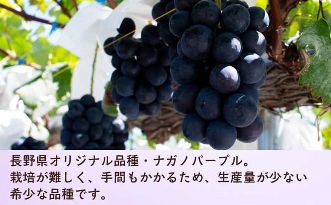 【先行予約】 ナガノパープル 2房  （約1kg） 《 2026年10月〜発送 》 （Bv-001）