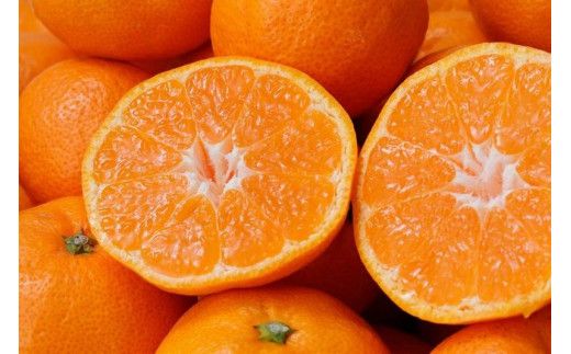 【2026年1月発送予約分】＼光センサー選別／ 【農家直送】【家庭用】こだわりの有田みかん 約10kg＋250g(傷み補償分) 有機質肥料100% サイズ混合 【2026年1月発送】【nuk101-01】