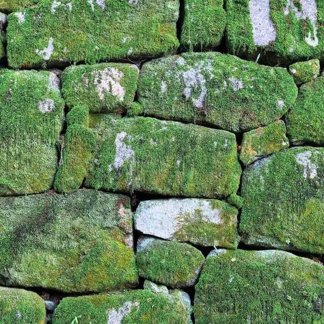 【銀座花粂】青蓮院の苔 春 (3月20日頃到着 寄付日：2月3日から3月1日の方) 261009_A-SM003