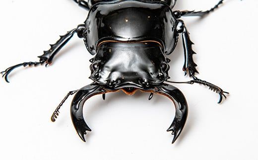 【1セット限定！】完璧育成！「タランドゥスオオツヤクワガタ」 G-233