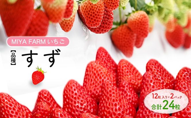 【先行予約】MIYAFARM いちご（品種：すず）12粒入り×2パック 合計 24粒 ※北海道・沖縄・離島への配送不可 ※2027年1月中旬～5月下旬頃に順次発送予定