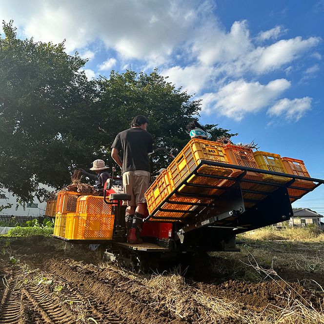 【数量限定】訳アリ 茨城県産紅はるか 約5kg｜さつまいも 芋 サツマイモ 紅はるか 訳あり わけあり 茨城県 取手市（AS003-1）