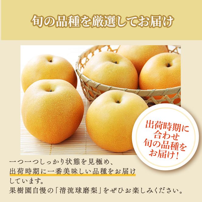 梨 旬 5kg 先行予約 2026年発送 平野果樹園 錦の梨 なし フルーツ 果物 デザート 配送不可:離島 