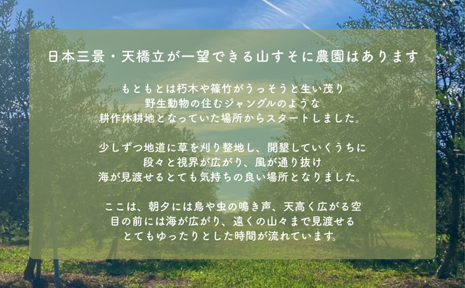 オリーブの苗木