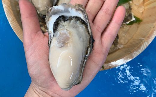 北海道 仙鳳趾名産 牡蠣 100g～149g×25コ＋かきナイフ付き 昆布森の昆布のセット かき漁師直送 K1-2＜出荷時期：2025年10月以降 順次出荷＞＜センポウシ : 釧路町の東 厚岸湾の西 カキの名産地＞ 生牡蠣 絶品 産地直送 北海道 釧路町 釧路超 特産品 121-1266-38