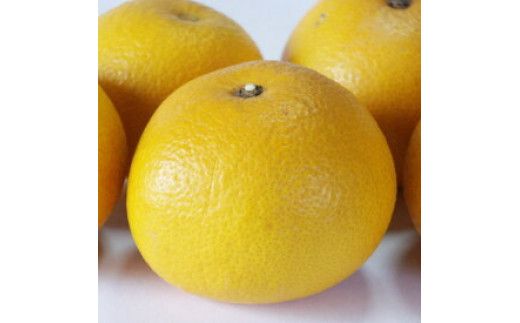 ZD6308n_【2027年先行予約】【手選果】有田産の 八朔【訳あり 家庭用】10kg(サイズ混合)