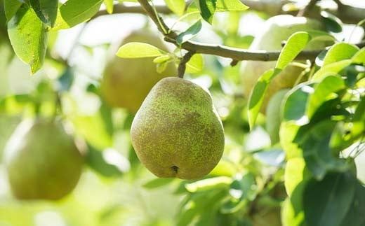 FYN6-057 ≪2025年先行予約≫ご家庭用 山形県産 西洋梨 ラ・フランス 約5kg (12～20玉) 2025年11月上旬から順次発送 洋梨 洋なし ラフランス 秋果実 果物 くだもの フルーツ 訳あり 家庭用 自宅用 産地直送 山形県 西川町 月山