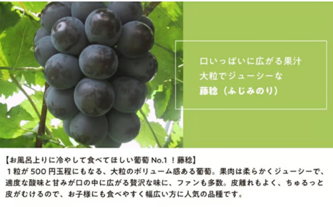 【2026年先行予約】大粒で食べ応え満点！ 藤稔の上級品 3～5房入 計2.0kg～ (岡山県産) / ふじみのり 藤みのり ぶどう ブドウ 葡萄 先行予約 フルーツ 果物 真庭市 フルーツ王国 きよとう果樹園【KF-B002-02】