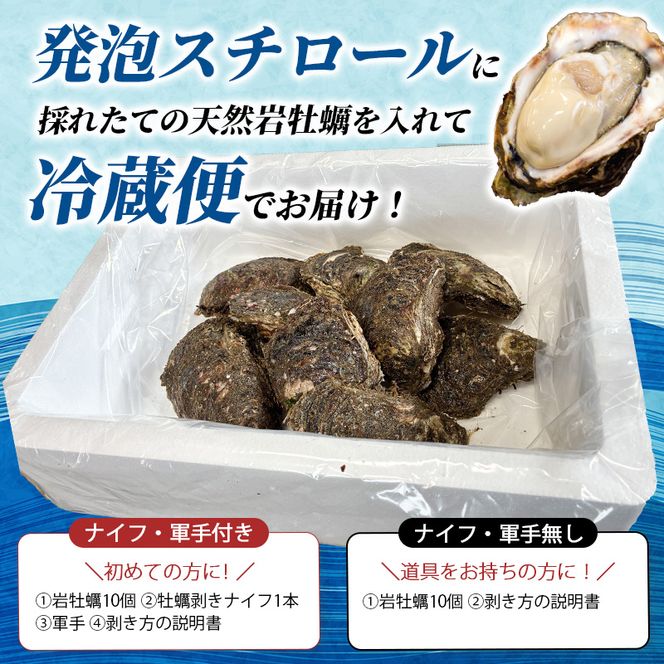 生食用 殻付き 象潟産 天然 岩牡蠣 10個 約3kg 相当 約300～400g/個 直径10cm 岩ガキ 冷蔵 濃厚 プリプリ 新鮮 殻剥きナイフなし 贈り物 ギフト お取り寄せ 国産 日本海 産地直送 秋田県 にかほ市マルイチ水産 送料無料
