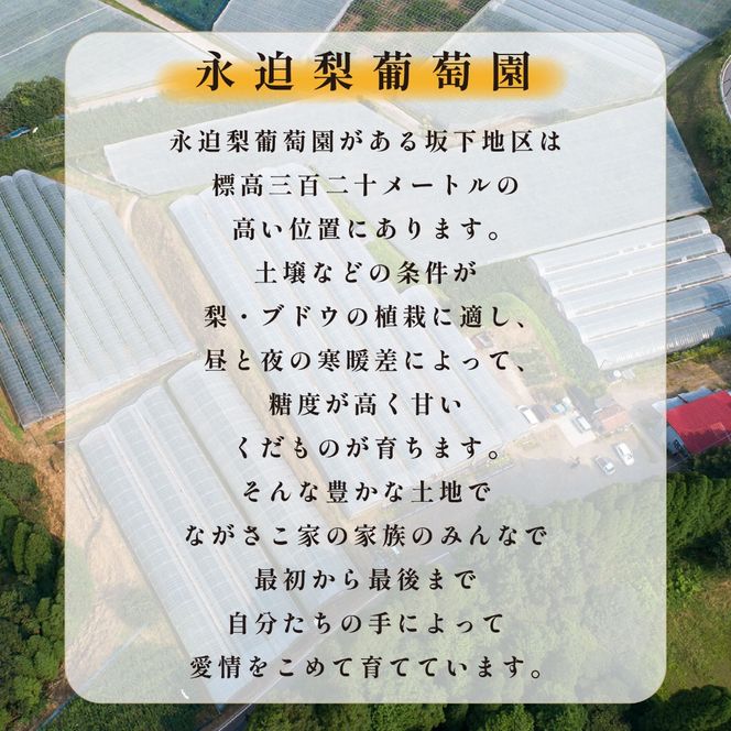 【期間限定】旬の梨とシャインマスカット 食べ比べセット 約1.4kg（シャインマスカット 梨 フルーツ 果物 詰合せ 豊水 新興 新高）