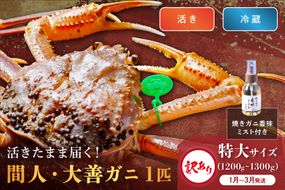 訳あり　【蟹の匠 魚政】京丹後市産 活きたまま届く！　間人ガニ大善ガニ　特大サイズ (1200～1300g) 1匹　香味ミスト付き(1月～3月発送）　UO01411