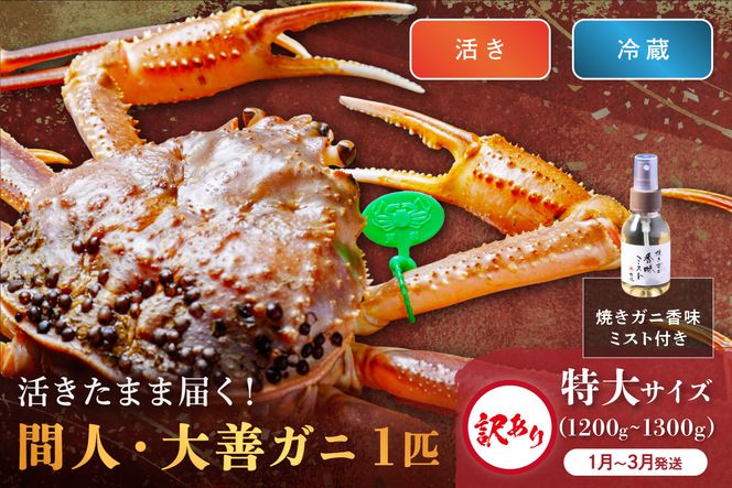 訳あり　【蟹の匠 魚政】京丹後市産 活きたまま届く！　間人ガニ大善ガニ　特大サイズ (1200～1300g) 1匹　香味ミスト付き(1月～3月発送）　UO01411