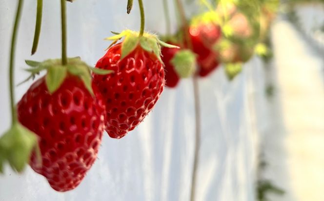 【先行予約】MIYAFARM いちご（品種：かおりの）12粒入り×4パック 合計 48粒 ※北海道・沖縄・離島への配送不可 ※2026年12月中旬～2027年5月下旬頃に順次発送予定